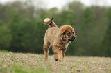 DOGUE DU TIBET 790